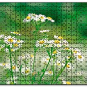 Cakapuzzle Beyaz Papatyalar Flu Arkaplan Mdf 500 Parça Puzzle