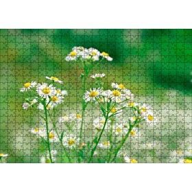 Cakapuzzle Beyaz Papatyalar Flu Arkaplan Mdf 500 Parça Puzzle