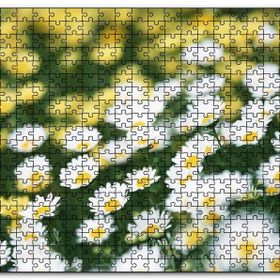 Cakapuzzle Beyaz Papatyalar ve Arkada Flu Sarı Papatyalar Mdf 1000 Parça Puzzle
