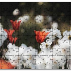 Cakapuzzle Beyaz ve Kırmızı Gelincikler Flu Arkaplan Mdf 120 Parça Puzzle