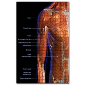 Cakapuzzle Boyun Omuz Kasları Etiketli Anatomi Şeması Ahşap 1000 Parça Puzzle