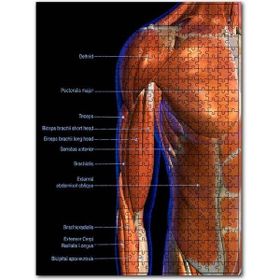 Cakapuzzle Boyun ve Omuz Kasları Etiketli Anatomi Şeması 120 Parça Puzzle