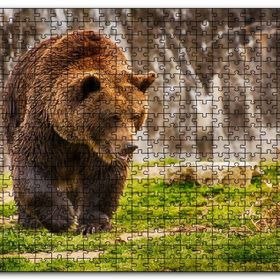 Cakapuzzle Boz Ayı Ormanda Ahşap 500 Parça Puzzle