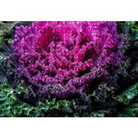 Cakapuzzle Brassica Oleracea Yaprakları 120 Parça Ahşap Puzzle