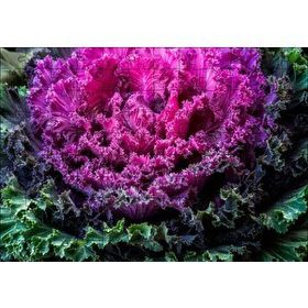 Cakapuzzle Brassica Oleracea Yaprakları Mdf 120 Parça Puzzle