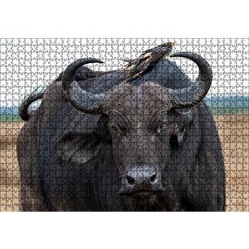 Cakapuzzle Buffalo ve Sırtındaki Kuş Arkadaşları 120 Parça Ahşap Puzzle
