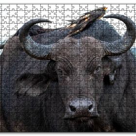 Cakapuzzle Buffalo ve Sırtındaki Kuş Arkadaşları Mdf 1000 Parça Puzzle