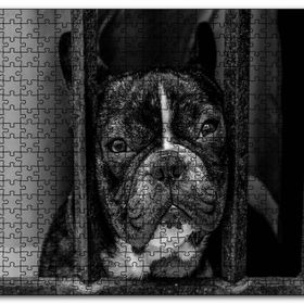 Cakapuzzle Buldog Köpek Irkı Parmaklıklar Ardında Görseli Mdf 120 Parça Puzzle
