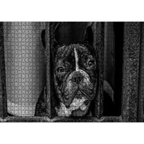 Cakapuzzle Buldog Köpek Irkı Parmaklıklar Ardında Görseli Mdf 120 Parça Puzzle