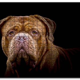 Cakapuzzle Bulldog Yakın Çekim Karanlık Arkaplan Mdf 120 Parça Puzzle