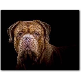 Cakapuzzle Bulldog Yakın Çekim Karanlık Arkaplan Mdf 120 Parça Puzzle
