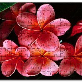Cakapuzzle Büyük Kırmızı Yapraklı Plumeria Çiçeği Mdf 500 Parça Puzzle