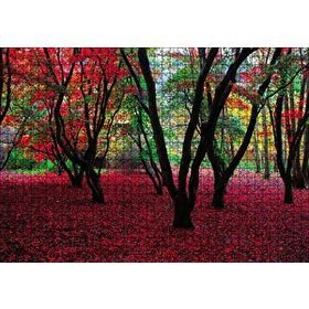 Cakapuzzle Büyülü Sonbahar Ormanı 120 Parça Ahşap Puzzle