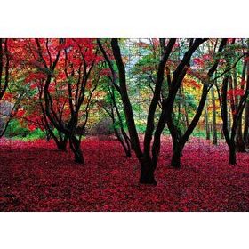 Cakapuzzle Büyülü Sonbahar Ormanı Ahşap 500 Parça Puzzle