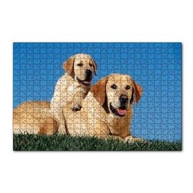 Cakapuzzle Çayırda Anne Labrador ve Yavrusu 120 Parça Ahşap Puzzle