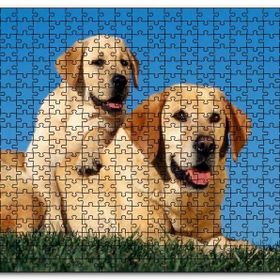 Cakapuzzle Çayırda Anne Labrador ve Yavrusu Mdf 1000 Parça Puzzle