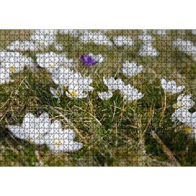Cakapuzzle Çayırda Beyaz Çiğdem Çiçekleri 120 Parça Ahşap Puzzle