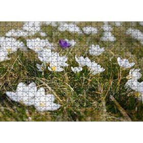 Cakapuzzle Çayırda Beyaz Çiğdem Çiçekleri 120 Parça Ahşap Puzzle