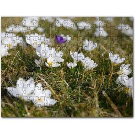 Cakapuzzle Çayırda Beyaz Çiğdem Çiçekleri Mdf 255 Parça Puzzle