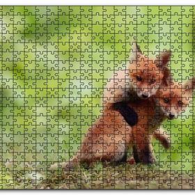 Cakapuzzle Çayırda Birbiriyle Oynayan Yavru Tilkiler Mdf 500 Parça Puzzle