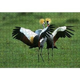 Cakapuzzle Çayırda Dans Eden Turnalar Mdf 500 Parça Puzzle