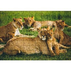 Cakapuzzle Çayırda Dişi Aslanlar ve Yavruları Mdf 120 Parça Puzzle