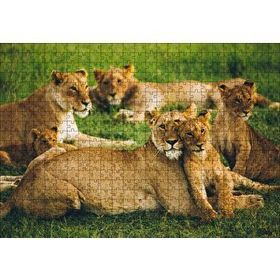 Cakapuzzle Çayırda Dişi Aslanlar ve Yavruları Mdf 500 Parça Puzzle
