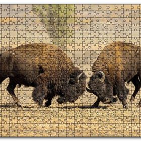 Cakapuzzle Çayırda Gövde Gösterisindeki Bizonlar Mdf 120 Parça Puzzle