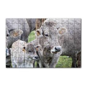 Cakapuzzle Çayırda Gri İnekler ve Sevimli Buzağı 120 Parça Ahşap Puzzle