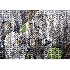 Cakapuzzle Çayırda Gri İnekler ve Sevimli Buzağı 120 Parça Ahşap Puzzle