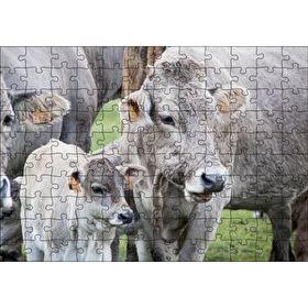 Cakapuzzle Çayırda Gri İnekler ve Sevimli Buzağı 120 Parça Ahşap Puzzle