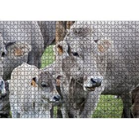 Cakapuzzle Çayırda Gri İnekler ve Sevimli Buzağı 120 Parça Ahşap Puzzle