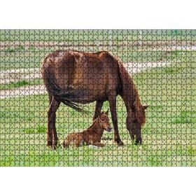 Cakapuzzle Çayırda Kahverengi Anne At ve Sevimli Tayı Mdf 1000 Parça Puzzle