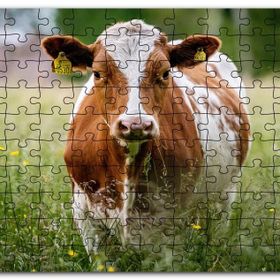 Cakapuzzle Çayırda Kahverengi Beyaz İnek Mdf 500 Parça Puzzle