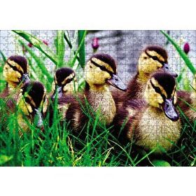 Cakapuzzle Çayırda Ördek Yavruları 120 Parça Ahşap Puzzle