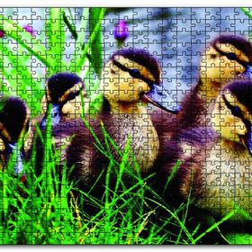 Cakapuzzle Çayırda Ördek Yavruları Mdf 1000 Parça Puzzle