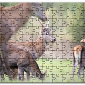 Cakapuzzle Çayırda Otlayan Ren Geyikleri Mdf 500 Parça Puzzle