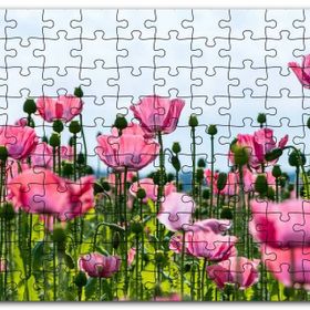 Cakapuzzle Çayırda Pembe Gelincikler ve Gökyüzü Mdf 255 Parça Puzzle