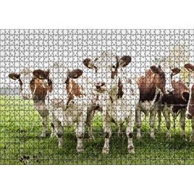 Cakapuzzle Çayırda Tel Örgünün Kenarında İnekler 120 Parça Ahşap Puzzle