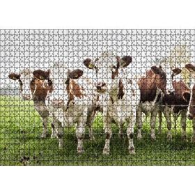 Cakapuzzle Çayırda Tel Örgünün Kenarında İnekler 120 Parça Ahşap Puzzle
