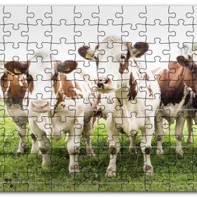 Cakapuzzle Çayırda Tel Örgünün Kenarında İnekler Mdf 500 Parça Puzzle