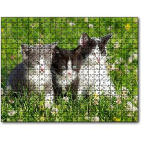 Cakapuzzle Çayırda Üç Yavru Kedi Mdf 1000 Parça Puzzle