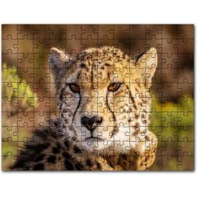 Cakapuzzle Çita Yakın Çekim Flu Savana Arkaplan Mdf 500 Parça Puzzle