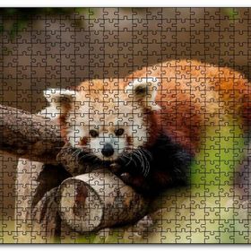 Cakapuzzle Dalda Dinlenen Kızıl Panda Mdf 1000 Parça Puzzle