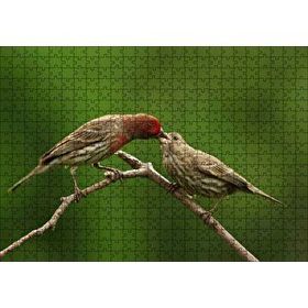 Cakapuzzle Dalda Dişisini Besleyen Saka Kuşu 120 Parça Ahşap Puzzle