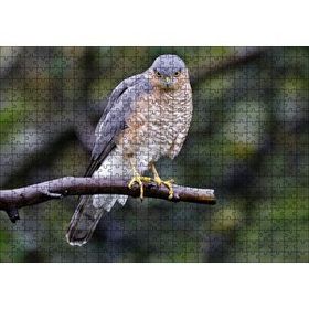 Cakapuzzle Dalda Etrafı Kolaçan Eden Doğan 120 Parça Ahşap Puzzle