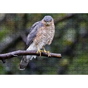 Cakapuzzle Dalda Etrafı Kolaçan Eden Doğan 120 Parça Ahşap Puzzle