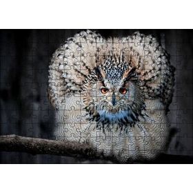 Cakapuzzle Daldaki Kartal Baykuşu ve Muhteşem Tüyleri Puzzle