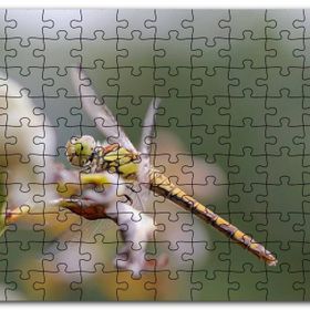 Cakapuzzle Daldaki Yusufçuk Yakın Çekim Mdf 500 Parça Puzzle