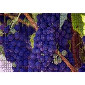 Cakapuzzle Dalında Şaraplık Kara Üzümler 120 Parça Ahşap Puzzle